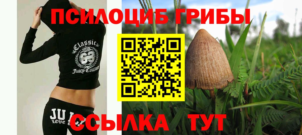 Галлюциногенные грибы Psilocybe Арзамас